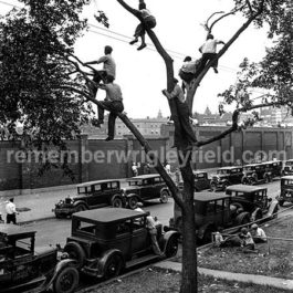 1932 Wrigley Field Boys in Tree