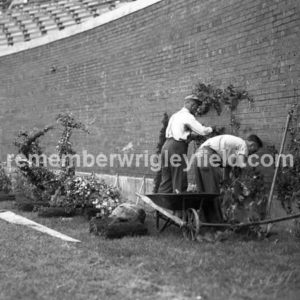 Planting the ivy in Chicago at Wrigley Field in 1937